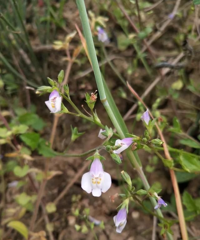 「科普」那些四月里开出绚烂花儿的野生植物们，你认识几个？