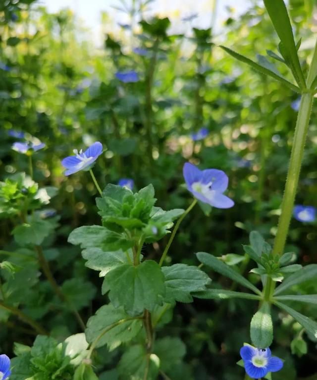 「科普」那些四月里开出绚烂花儿的野生植物们，你认识几个？