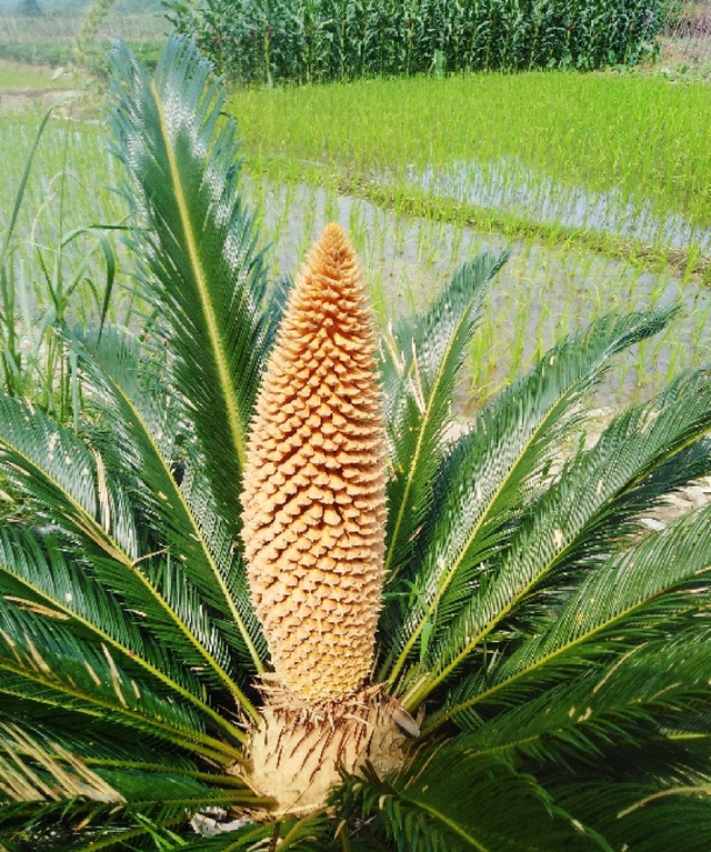 铁树开花只是成语？不，铁树真能开花，但要讲求方法