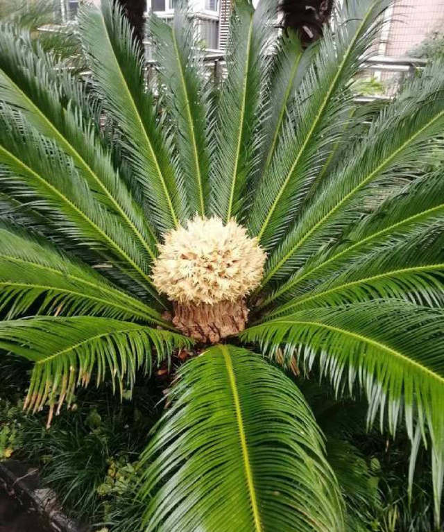 铁树开花只是成语？不，铁树真能开花，但要讲求方法