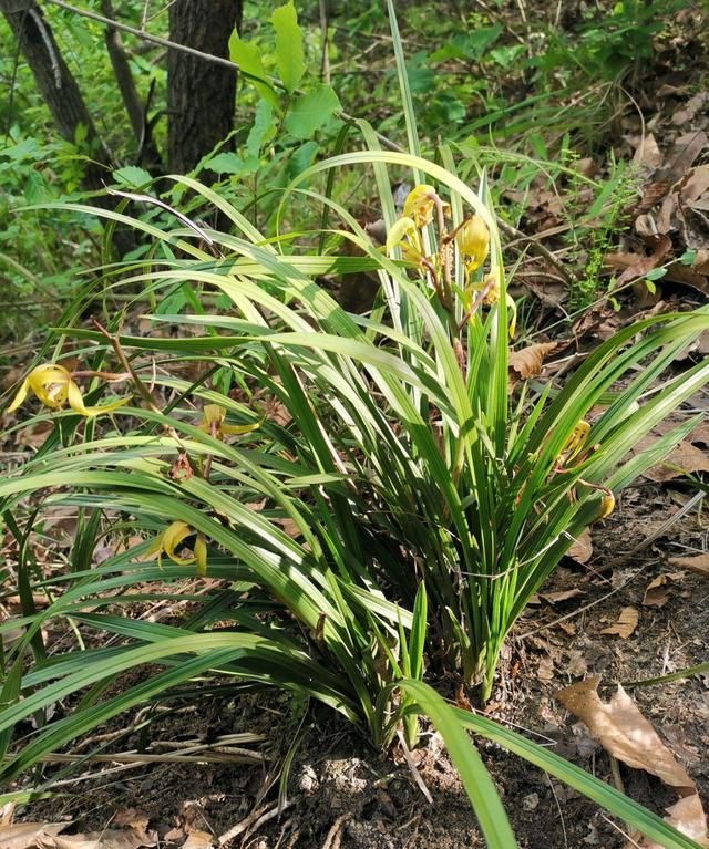 国家保护植物知多少？一起来涨知识，不吃亏也不犯法