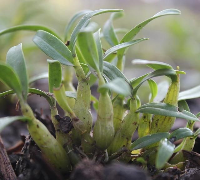 国家保护植物知多少？一起来涨知识，不吃亏也不犯法