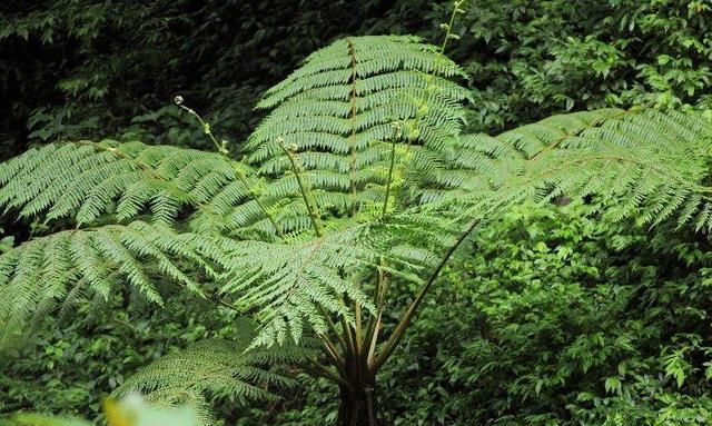 国家保护植物知多少？一起来涨知识，不吃亏也不犯法