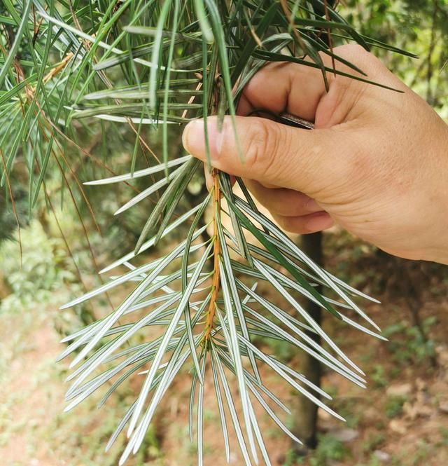 国家保护植物知多少？一起来涨知识，不吃亏也不犯法