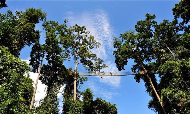 国家保护植物知多少？一起来涨知识，不吃亏也不犯法