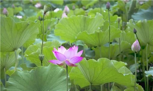 荷花种植方法是什么？什么时间种最好？水深要求有哪些？