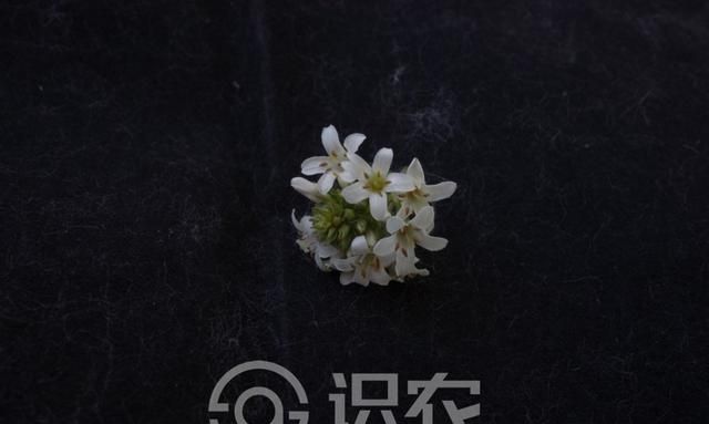 每日一草：泽珍珠菜