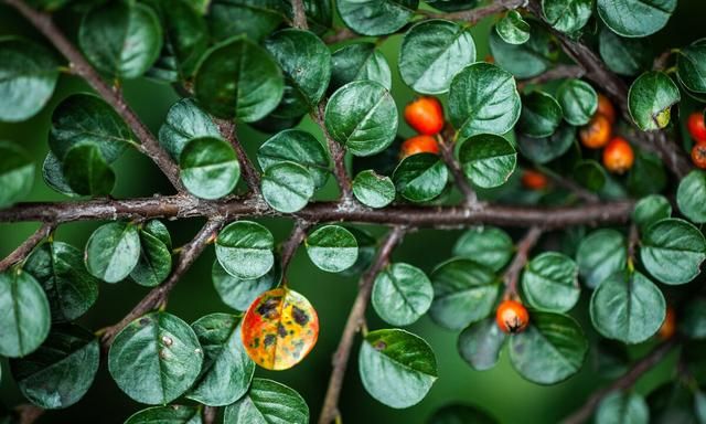 北方常绿植物名称及简介，收藏春天备用