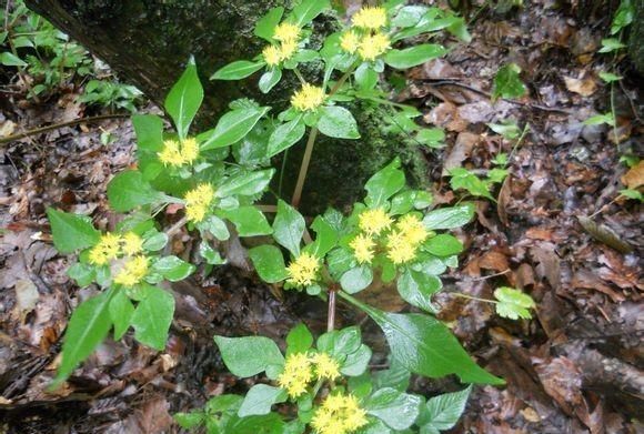 景天植物品种大全，最适合花园种植的景天植物有哪些？图3