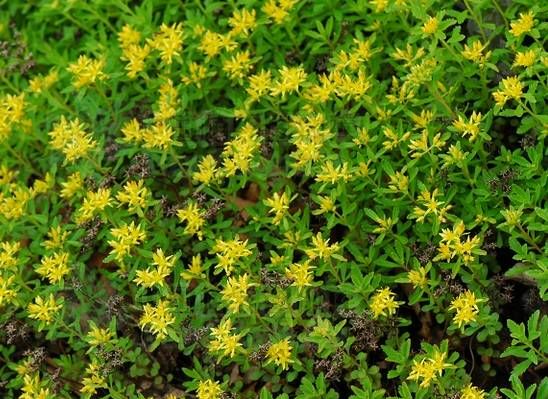 景天植物品种大全，最适合花园种植的景天植物有哪些？图17