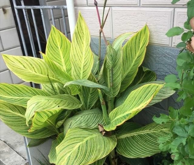 这种植物叶子比花还好看，种在院子里（花园里）一年长一大丛