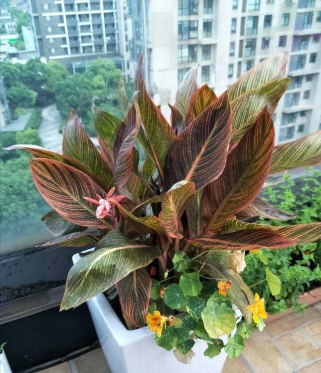 这种植物叶子比花还好看，种在院子里（花园里）一年长一大丛