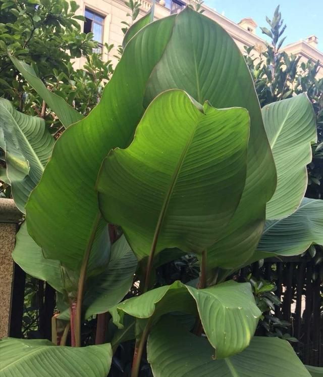 这种植物叶子比花还好看，种在院子里（花园里）一年长一大丛