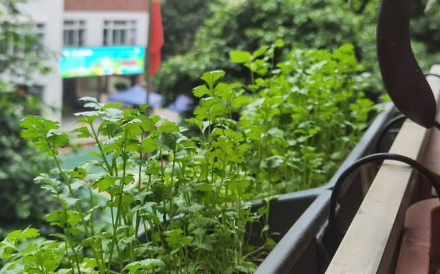 阳台种菜很简单，6种菜，有阳光就疯长，不停长不停吃收获不断