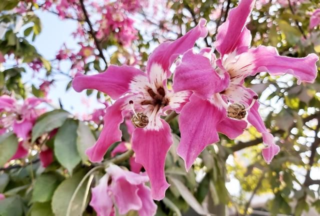 18种广州户外冬季常见的花卉植物，被绿色覆盖的冬天也很浪漫