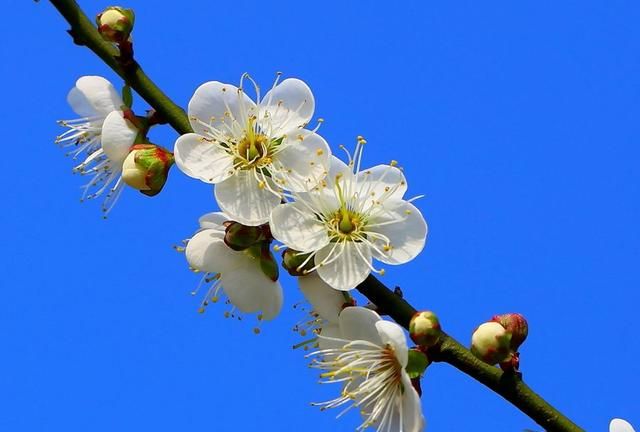 你们那里的市花是什么你知道吗？你都知道哪些市花？