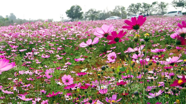 你们那里的市花是什么你知道吗？你都知道哪些市花？