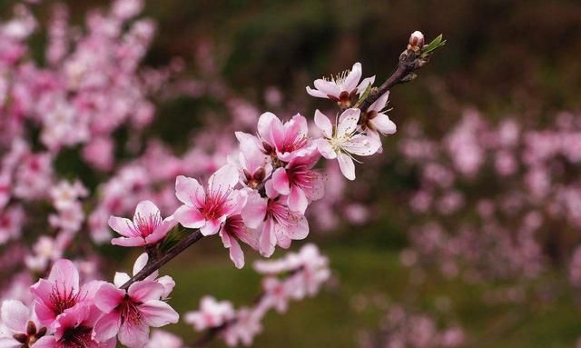 你们那里的市花是什么你知道吗？你都知道哪些市花？