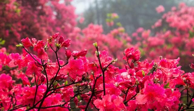 你们那里的市花是什么你知道吗？你都知道哪些市花？