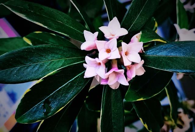 你们那里的市花是什么你知道吗？你都知道哪些市花？