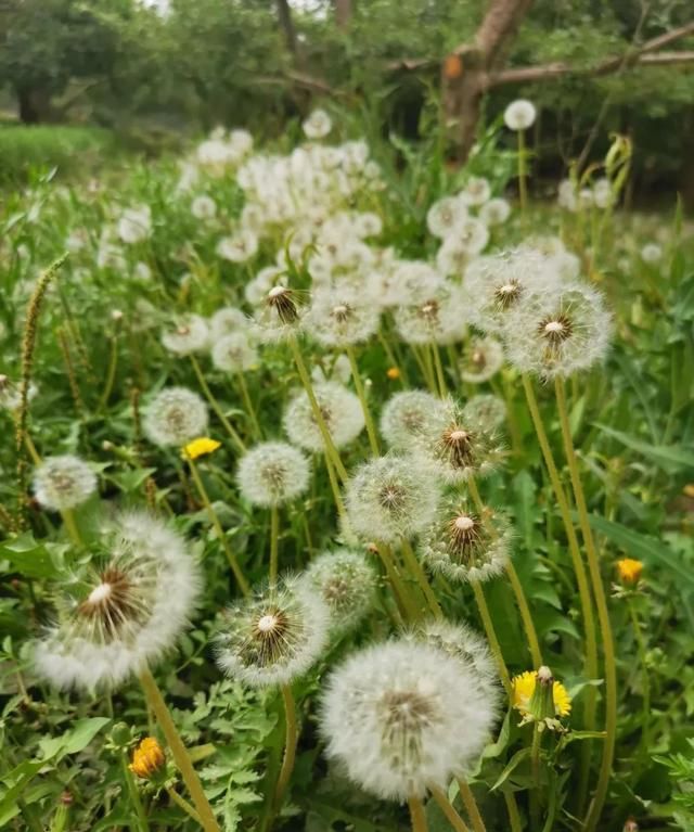 春天蒲公英开满金黄色的花朵好看又有趣，还能用来泡茶