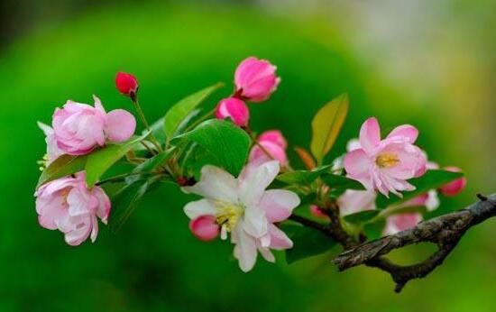 海棠花花语是什么，海棠花为什么叫断肠花