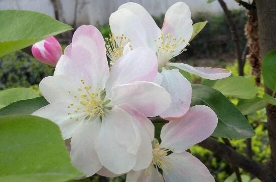 海棠花花语是什么，海棠花为什么叫断肠花