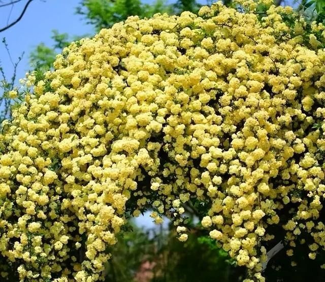 爬藤植物，选这3种，生长快，开花多，抗病强，地栽最合适