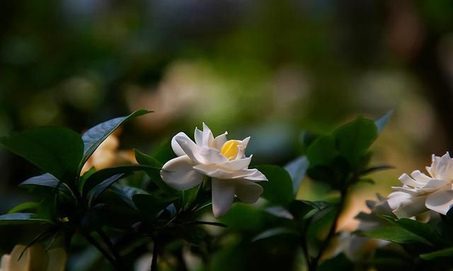 盘点十大花语最浪漫的花卉，每一种都让人怦然心动