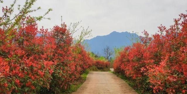 石楠树花散发类似于男性精液的气味，为何还要在校园内广泛栽植？