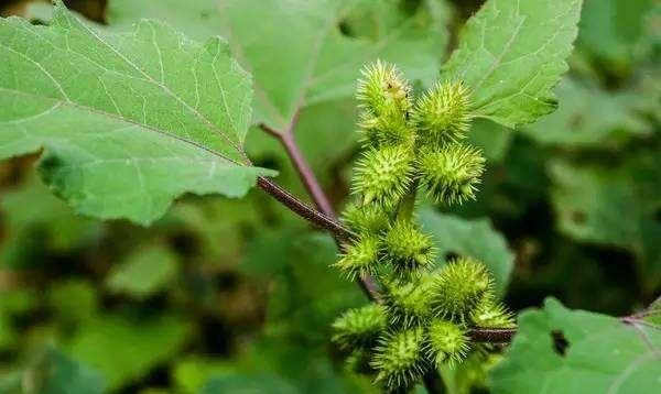 石楠树花散发类似于男性精液的气味，为何还要在校园内广泛栽植？