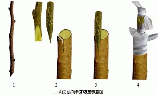 枣树栽培技术 枣树嫁接繁殖法