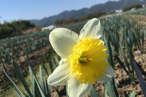 水仙花花语是什么，象征着纯洁和吉祥