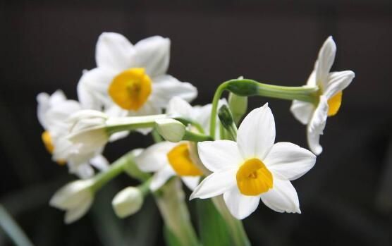 水仙花花语是什么，象征着纯洁和吉祥