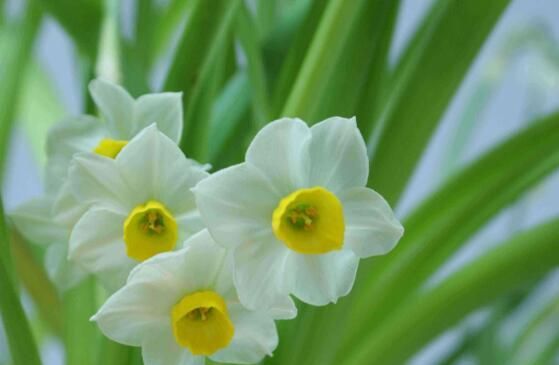 水仙花花语是什么，象征着纯洁和吉祥