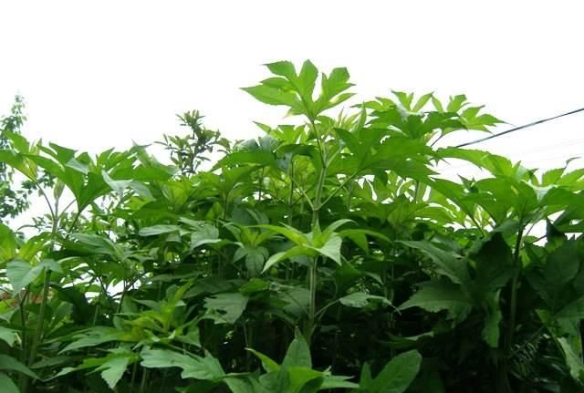 植物除了用“自然之力”传播它的后代以外，还有什么其他方法？