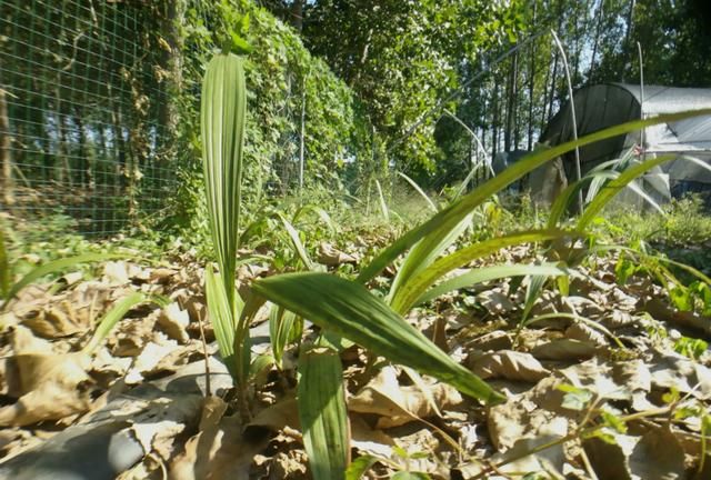 农村有种新型作物，种植成本每亩高达6万元，如今神话已被打破