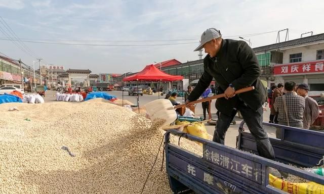 银杏丰收，邳州这个批发市场里忙得不亦乐乎