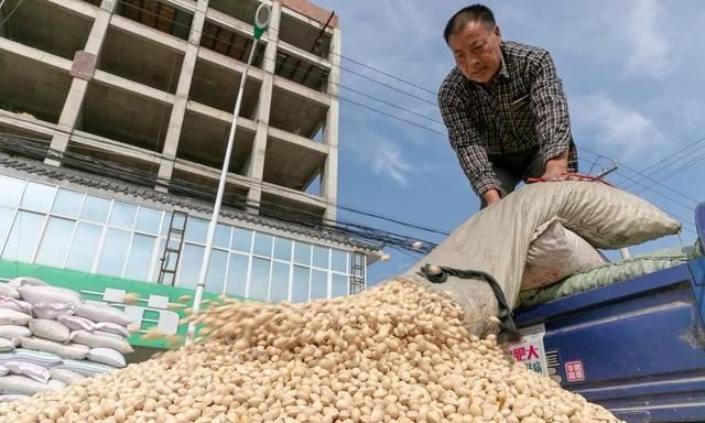 银杏丰收，邳州这个批发市场里忙得不亦乐乎