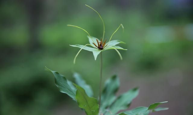 现在种植重楼，还能赚钱吗？怎样繁殖、移栽、管理？建议你看看