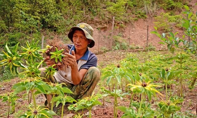 现在种植重楼，还能赚钱吗？怎样繁殖、移栽、管理？建议你看看