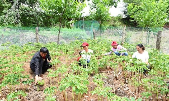 现在种植重楼，还能赚钱吗？怎样繁殖、移栽、管理？建议你看看