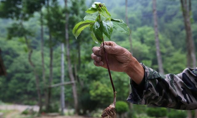 现在种植重楼，还能赚钱吗？怎样繁殖、移栽、管理？建议你看看