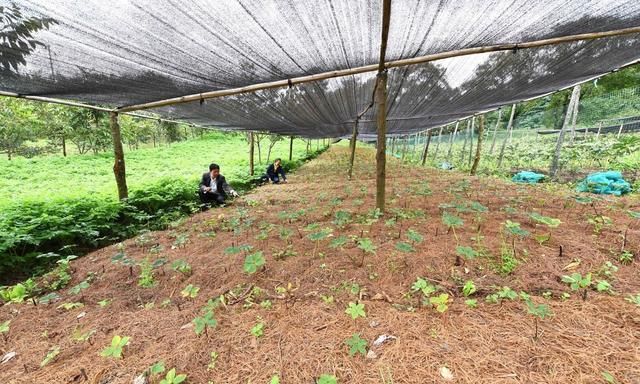 现在种植重楼，还能赚钱吗？怎样繁殖、移栽、管理？建议你看看