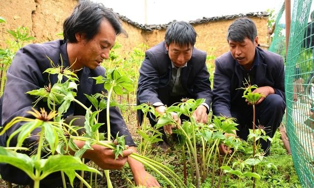 现在种植重楼，还能赚钱吗？怎样繁殖、移栽、管理？建议你看看