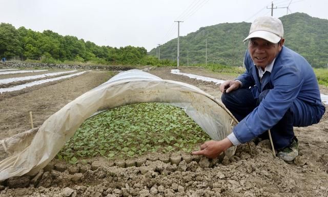 露地西瓜怎么种？老农用五句老话，传授西瓜定植5要素