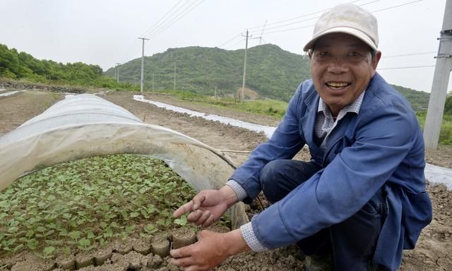 露地西瓜怎么种？老农用五句老话，传授西瓜定植5要素