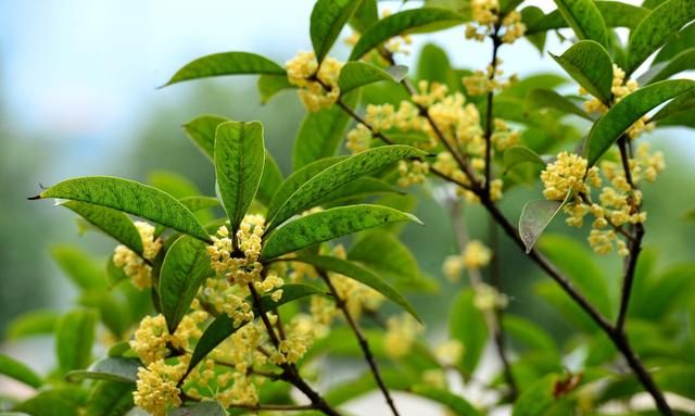 桂花播种育苗技术