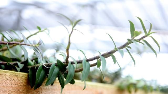 中药种植技术之石斛种植技术及种植注意事项