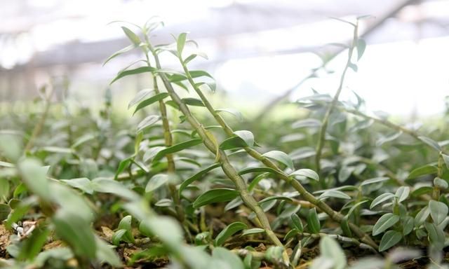 中药种植技术之石斛种植技术及种植注意事项